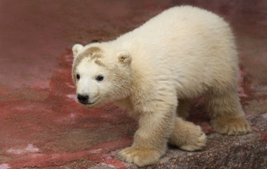 Close-up view of a male polar bear baby (Ursus maritimus)
