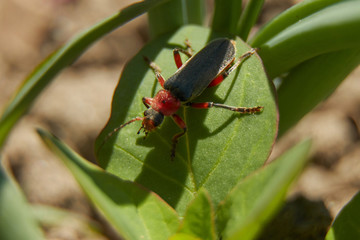 Red soldier beetle close