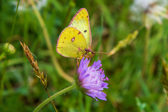 Postillon - Schmetterling - Falter - gelb - Blume