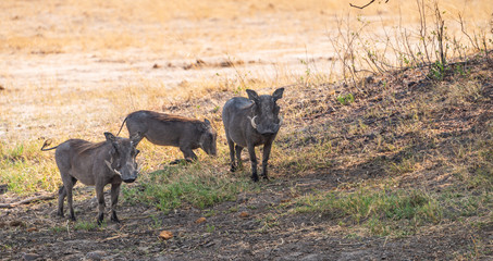 Common Warthogs (Phacochoerus africanus) in the Hwange National Park, South Africa