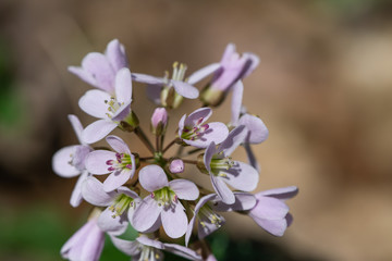 Pink Spring Cress Flowers in Springtime