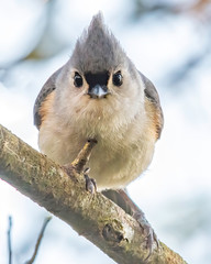 small tufted titmouse looks curious