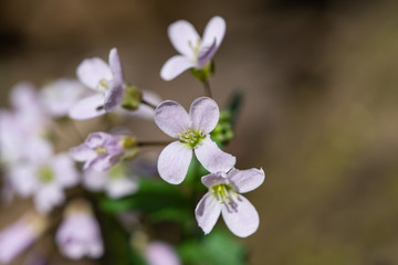 Pink Spring Cress Flowers in Springtime