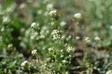 white flowers in the grass