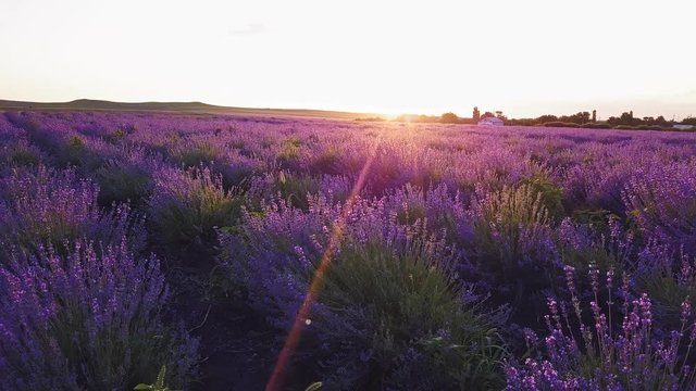 Lavender blooming flowers bright purple field aerial view drone flying back with blue sky sunset. Smooth rows of lavender plants. Last rays of sun. Lens flare. Lavender Oil Production. Aromatherapy