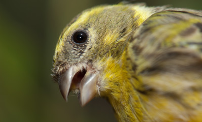 Male European serin Serinus serinus calling. Inagua. The Nublo Rural Park. Aldea de San Nicolas de Tolentino. Gran Canaria. Canary Islands. Spain.