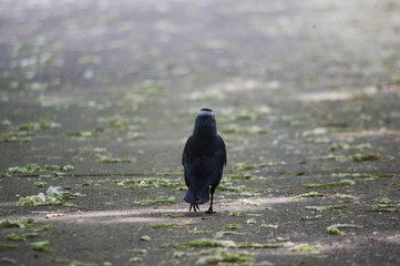 A walking crow.