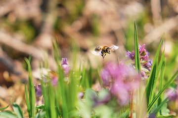 bee near flower in flight near Corydalis