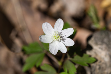 Wood Anemone Flower in Springtime