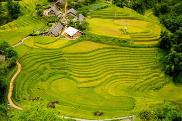 Rice terrace at Sapa