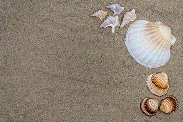 Fototapeta na wymiar Background with sand and shells