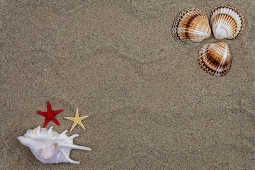 Background with sand, shells and starfish