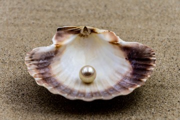 Shell with beautiful pearl inside