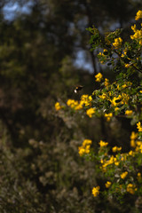 Abeja polen ecológico natural salvaje
