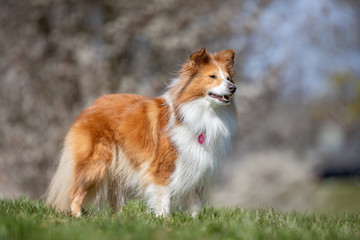 dog, collie, pet, animal, canine, cute, sheltie, sheepdog, white, breed, mammal, fur, portrait, puppy, friend, pedigree, border collie, brown, domestic, purebred, shetland, border, shetland sheepdog, 