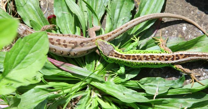 Sand lizard - Lacerta agilis, Male and Female