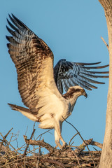 Osprey leaving in the nest