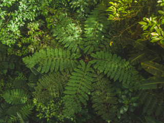 green Tree fern leaves
