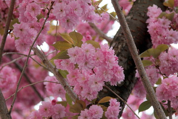 Rosa Kirschbl&uuml;te