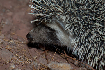 North African hedgehog Atelerix algirus. Integral Natural Reserve of Inagua. Gran Canaria. Canary Islands. Spain.