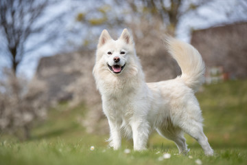 portrait of a husky dog