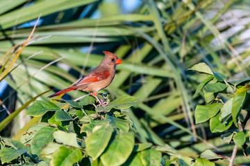 Cardinal sits perched on a branch with a green tropical background