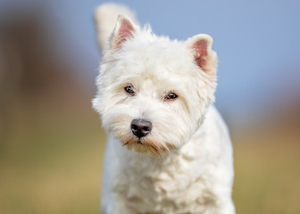 dog, pet, collie, border collie, animal, puppy, border, canine, white, cute, grass, black, sheepdog, portrait, running, pup, nature, breed, mammal, pets, young, domestic, pedigree, terrier, west, west