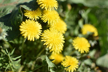 yellow dandelion flower