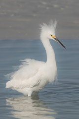 Snowy egret with spiked feathers in the water