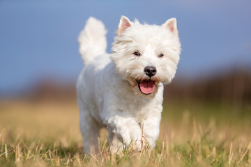 dog, pet, collie, border collie, animal, puppy, border, canine, white, cute, grass, black, sheepdog, portrait, running, pup, nature, breed, mammal, pets, young, domestic, pedigree, terrier, west, west