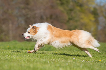 Running collie