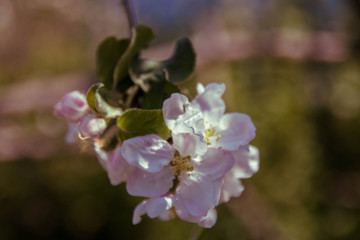 Spring flowers of apple tree on the branches.
