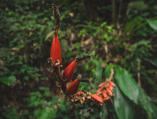 Bromelia epifita del bosque nuboso