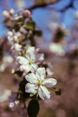 Spring flowers of apple tree on the branches.