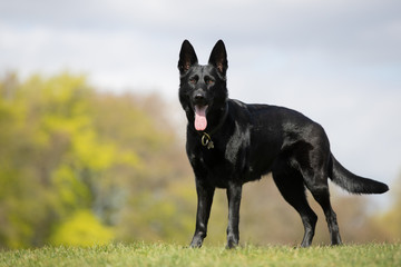 dog, shepherd, german, pet, animal, german shepherd, portrait, breed, mammal, cute, brown, grass, friend, domestic, sheepdog, alsatian, nature, fur, tongue, guard, purebred, dogs, pedigree, bl