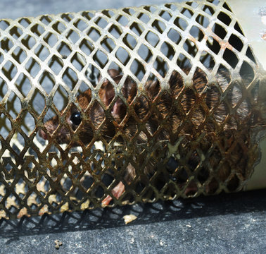 Closeup of a Mouse trapped inside a Mouse or rat Trap