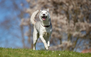 Portrait of a husky