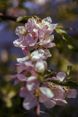 Spring flowers of apple tree on the branches.