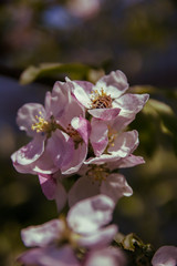 Fototapeta premium Spring flowers of apple tree on the branches.