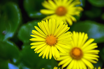 yellow flower in the garden