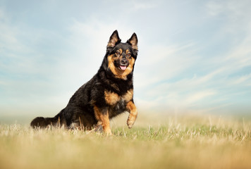 german shepherd dog