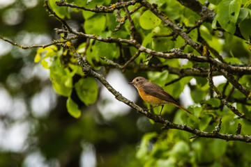 Common redstart (Phoenicurus phoenicurus)