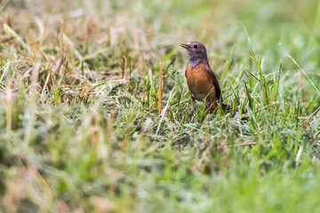 Common redstart (Phoenicurus phoenicurus)