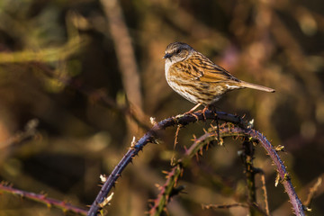Dunnock (Prunella modularis)