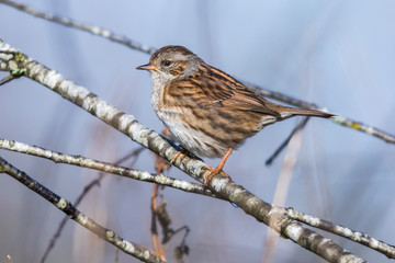 Dunnock (Prunella modularis)