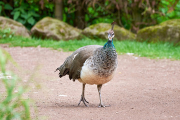 Indian peafowl, peahen (Pavo cristatus)