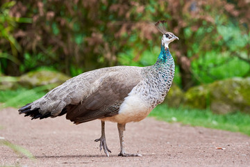 Indian peafowl, peahen (Pavo cristatus)