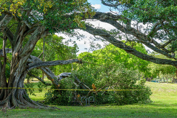 A large tree branch broken after storm - Hollywood, Florida, USA