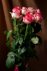 Lovely bouquet with big flowers of roses of bright pink and white color are staying on the table. Green leaves and thorns. Still life. Brown  background