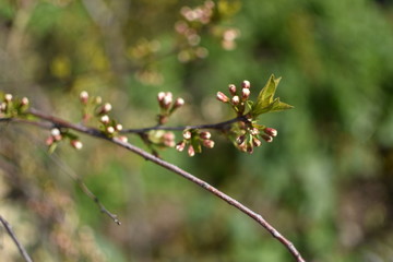 buds of a tree